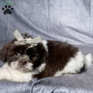 Kylie, Shih Tzu Puppy