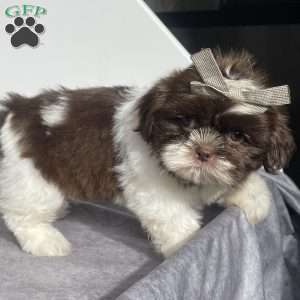 Kylie, Shih Tzu Puppy