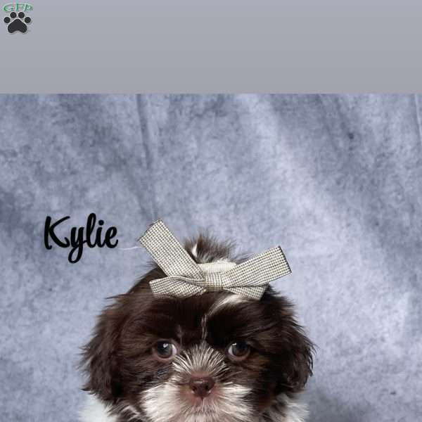 Kylie, Shih Tzu Puppy