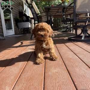 Penny, Mini Goldendoodle Puppy