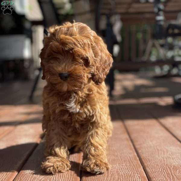 Penny, Mini Goldendoodle Puppy