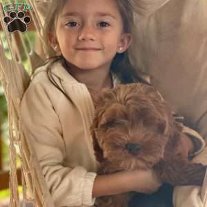 Penny, Mini Goldendoodle Puppy
