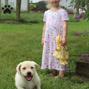 Asher, Yellow Labrador Retriever Puppy