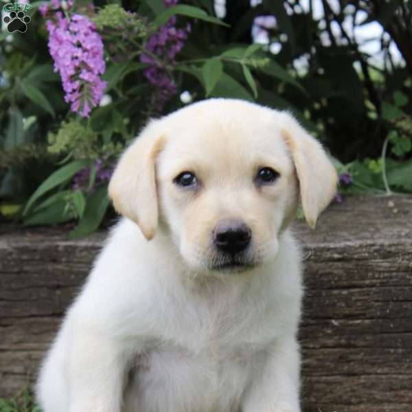 Asher, Yellow Labrador Retriever Puppy