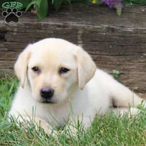 Asher, Yellow Labrador Retriever Puppy