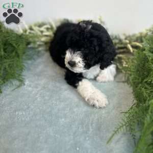 Jasper, Mini Bernedoodle Puppy