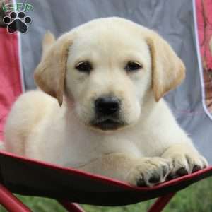 Oakley, Yellow Labrador Retriever Puppy