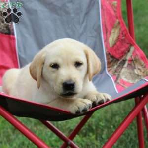 Oakley, Yellow Labrador Retriever Puppy