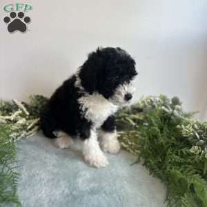 Jasper, Mini Bernedoodle Puppy