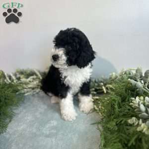 Jasper, Mini Bernedoodle Puppy