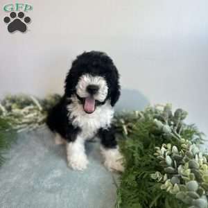 Jasper, Mini Bernedoodle Puppy