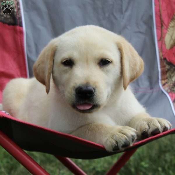 Oakley, Yellow Labrador Retriever Puppy