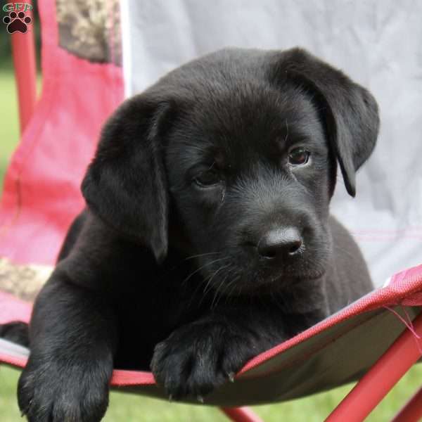 Cadence, Black Labrador Retriever Puppy