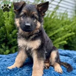 Maverick, German Shepherd Puppy