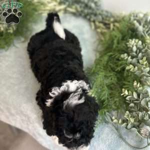 Jasper, Mini Bernedoodle Puppy