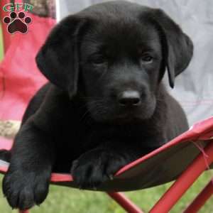 Cadence, Black Labrador Retriever Puppy