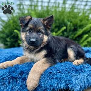Maverick, German Shepherd Puppy
