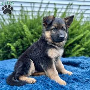 Maverick, German Shepherd Puppy
