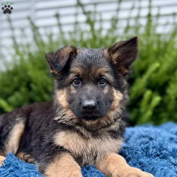 Maverick, German Shepherd Puppy
