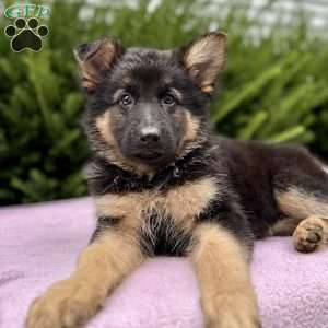 Zara, German Shepherd Puppy
