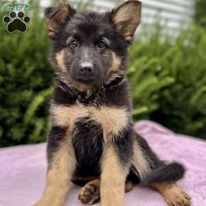 Zara, German Shepherd Puppy