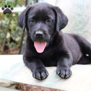 Jacqueline, Black Labrador Retriever Puppy