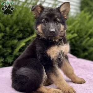 Zara, German Shepherd Puppy