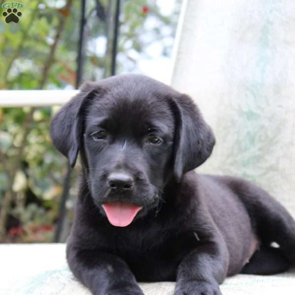 Jacqueline, Black Labrador Retriever Puppy