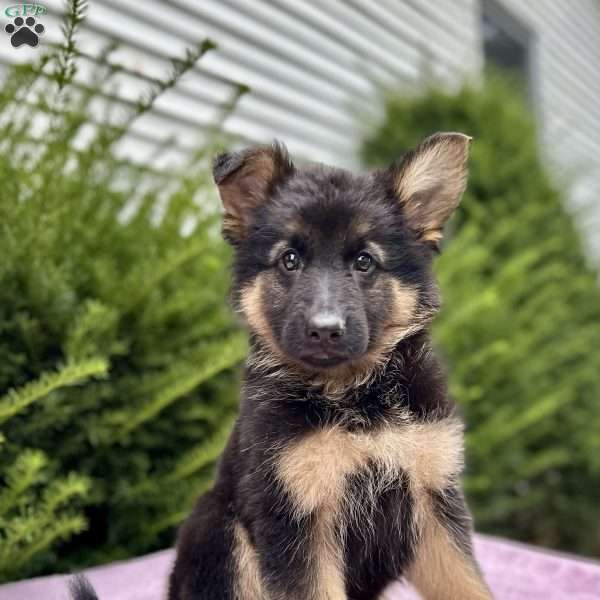 Zara, German Shepherd Puppy