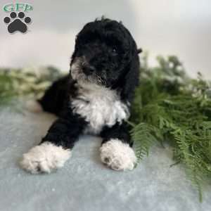 Benito, Mini Bernedoodle Puppy