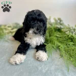 Benito, Mini Bernedoodle Puppy