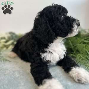 Benito, Mini Bernedoodle Puppy