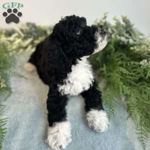 Benito, Mini Bernedoodle Puppy