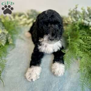 Benito, Mini Bernedoodle Puppy