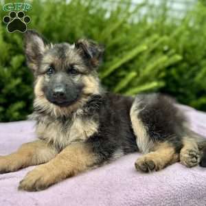 River, German Shepherd Puppy