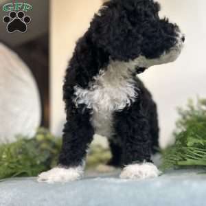 Benito, Mini Bernedoodle Puppy