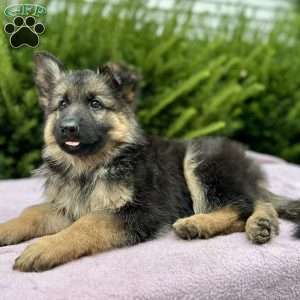 River, German Shepherd Puppy