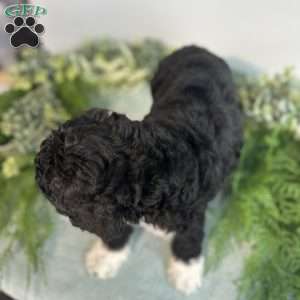 Benito, Mini Bernedoodle Puppy