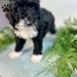 Benito, Mini Bernedoodle Puppy