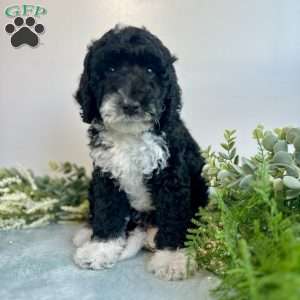 Benito, Mini Bernedoodle Puppy