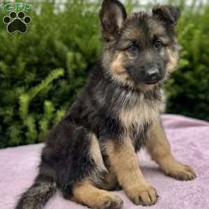 River, German Shepherd Puppy