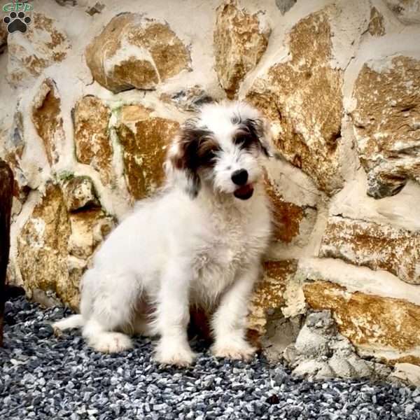 Faris, Mini Bernedoodle Puppy