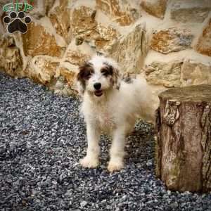 Faris, Mini Bernedoodle Puppy