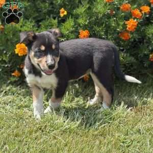 Cheddar, Border Collie Puppy