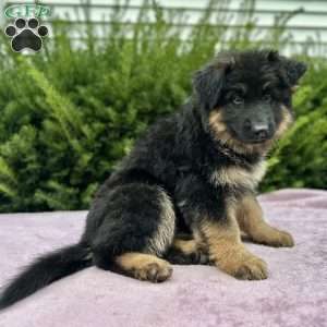 Raven, German Shepherd Puppy