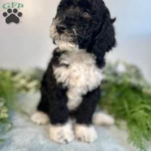 Benito, Mini Bernedoodle Puppy