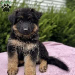 Raven, German Shepherd Puppy