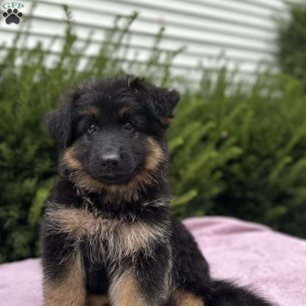 Raven, German Shepherd Puppy