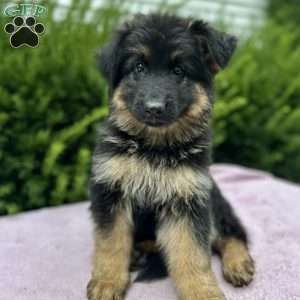 Raven, German Shepherd Puppy
