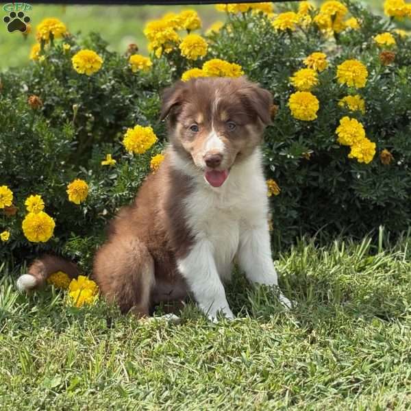 Carmel, Border Collie Puppy